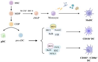 The role of DC subgroups in the pathogenesis of asthma